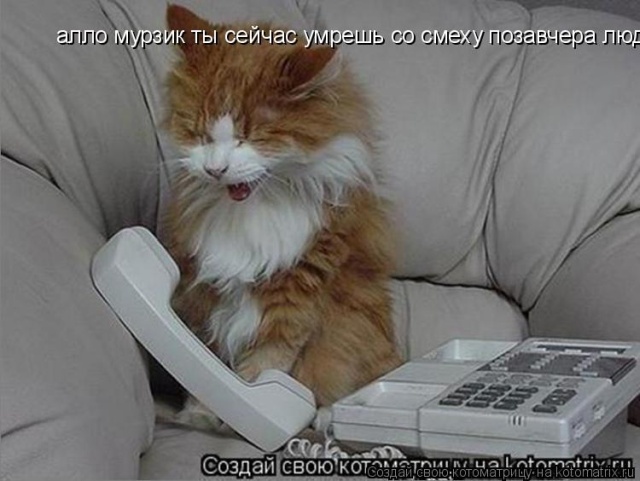 Лучшие котоматрицы недели