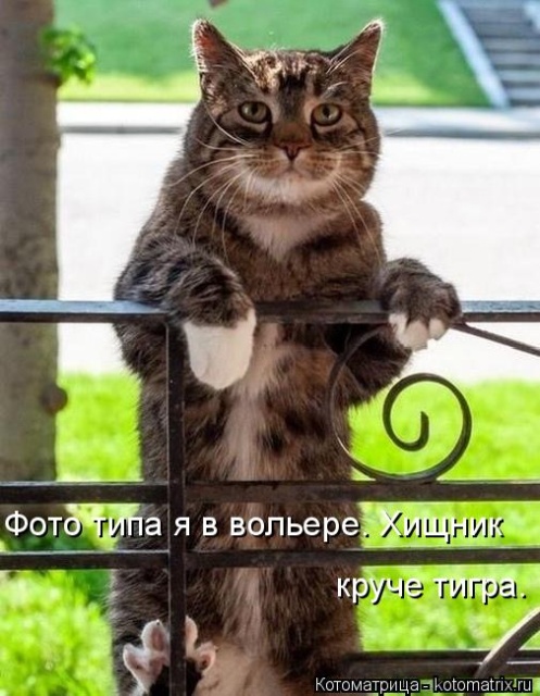 Лучшие котоматрицы недели