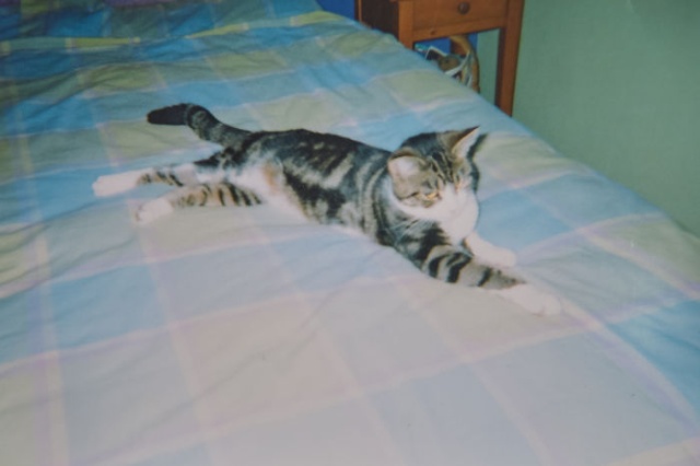 Кошка вернулась домой спустя 13 лет