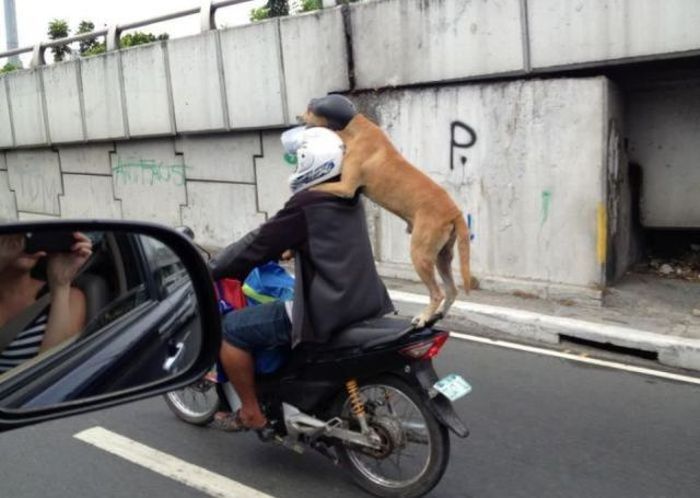 Автоюмор