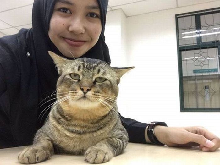 Кот, который ходит на пары