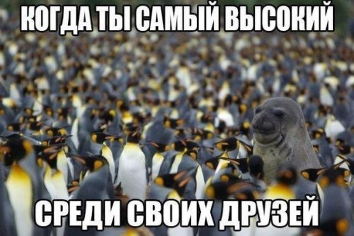 Порция картинок
