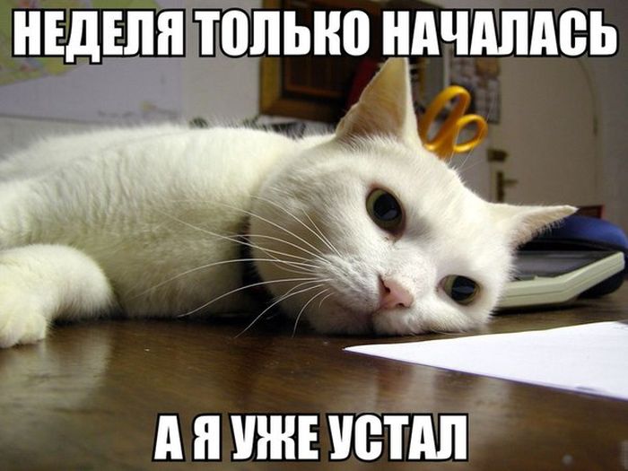 Порция картинок