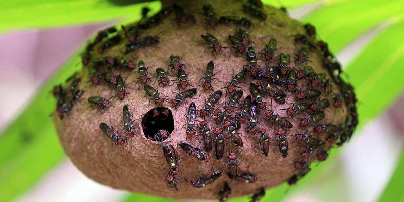 Ученые создали на основе яда осы новый антибиотик Ученые создали на основе яда осы новый антибиотик