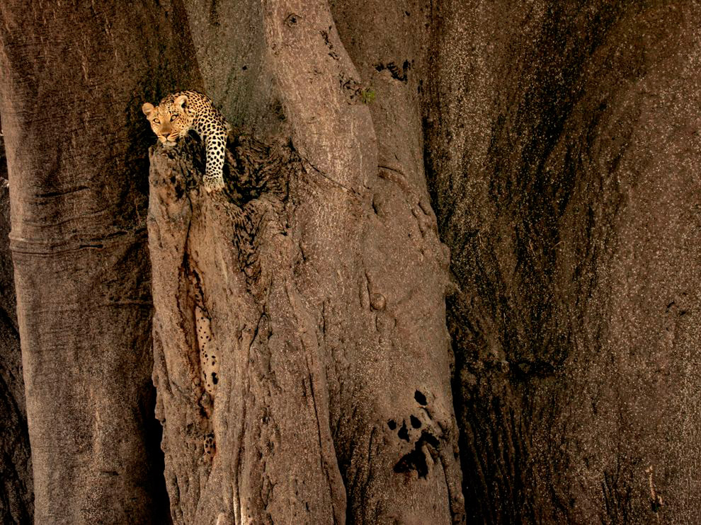 National Geographic: лучшие фотографии декабря National Geographic: лучшие фотографии декабря