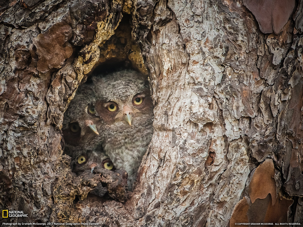 National Geographic: лучшие фотографии декабря National Geographic: лучшие фотографии декабря