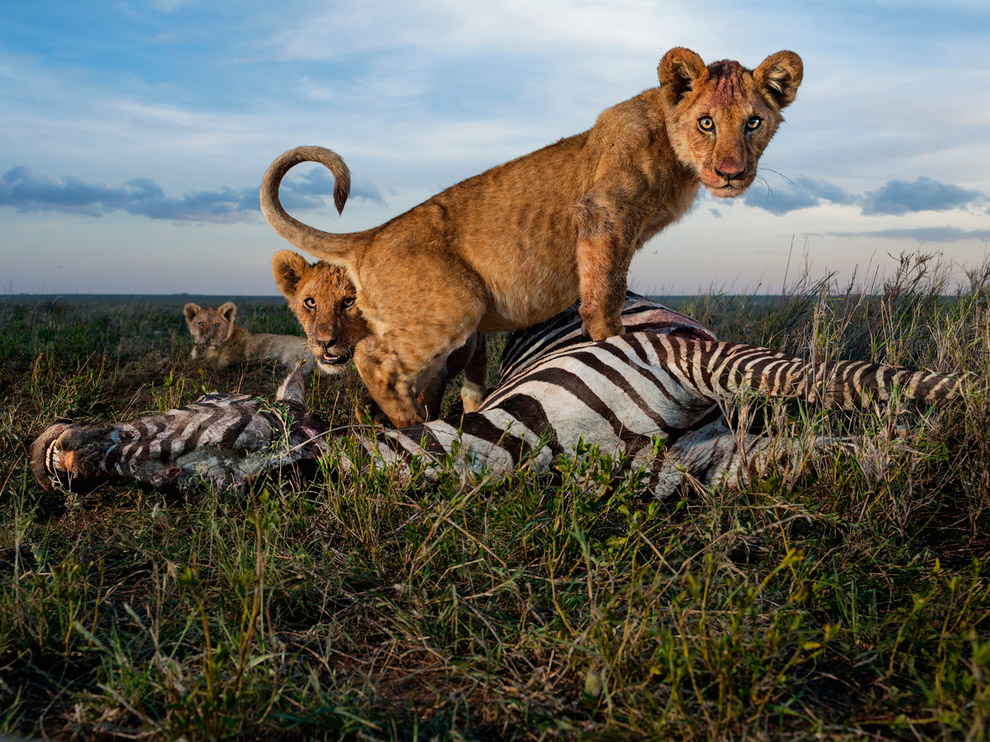 National Geographic: лучшие фотографии декабря National Geographic: лучшие фотографии декабря