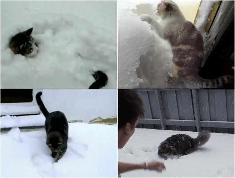 Кошки зимой