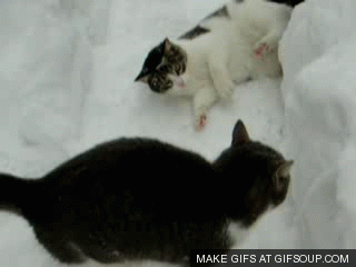 Кошки зимой