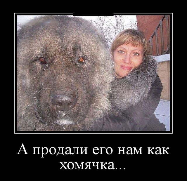 Демотиваторы