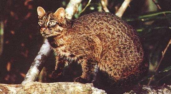 Кошка Иримото Кошка Иримото