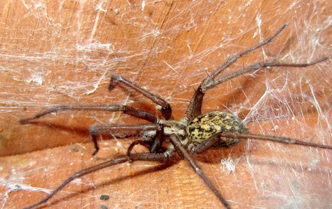 15 самых опасных пауков в мире 15 самых опасных пауков в мире