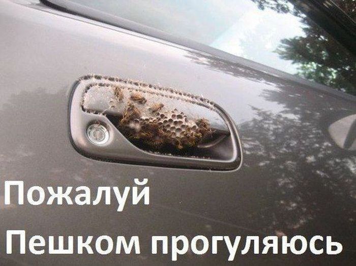 Авто-юмор. Часть 6 (40 фото)