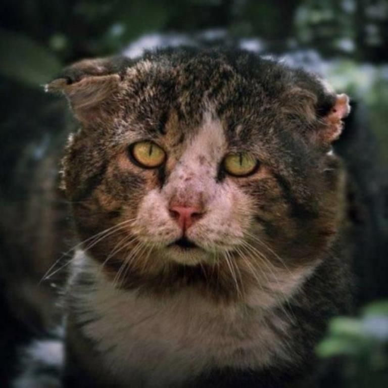Уличные коты (20 фото)