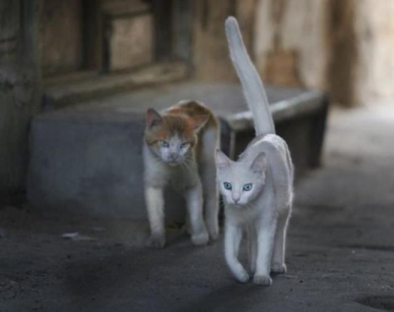 Уличные коты (20 фото)