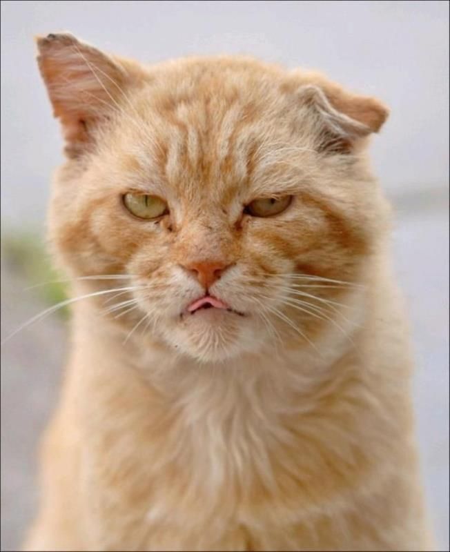 Уличные коты (20 фото)