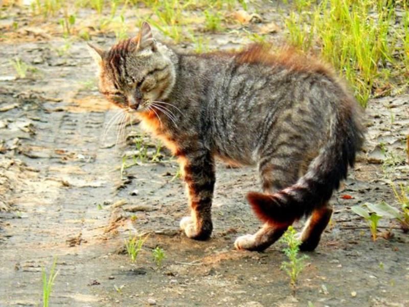 Уличные коты (20 фото)