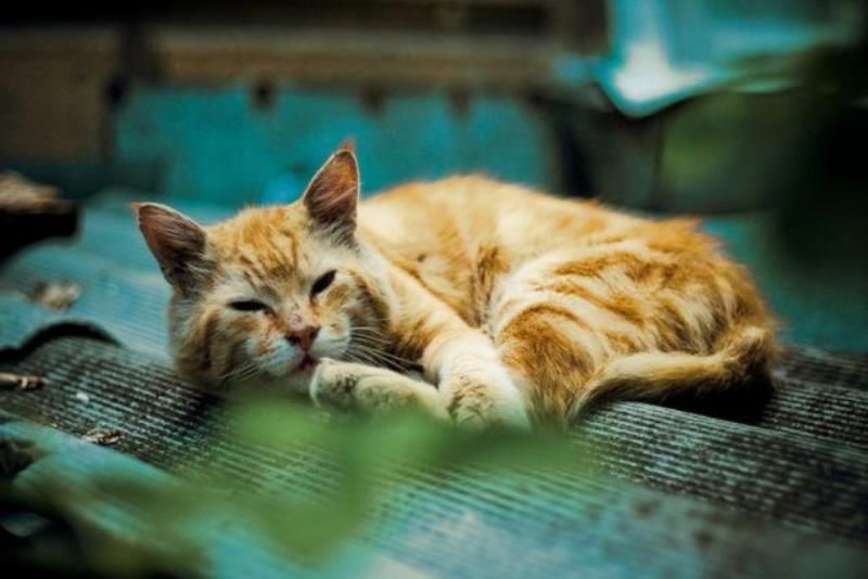 Уличные коты (20 фото)