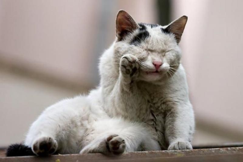Уличные коты (20 фото)