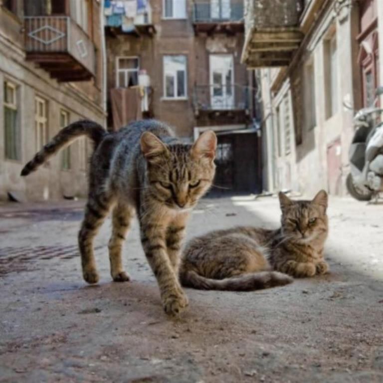 Уличные коты (20 фото)
