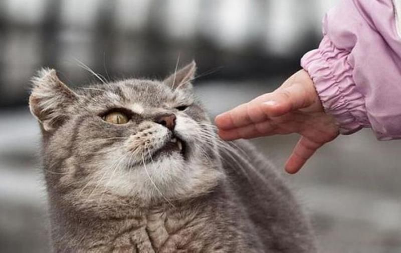 Уличные коты (20 фото)