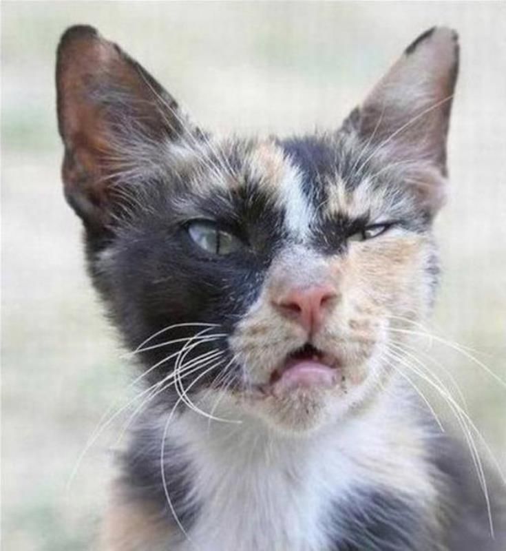 Уличные коты (20 фото)