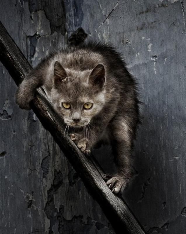 Уличные коты (20 фото)
