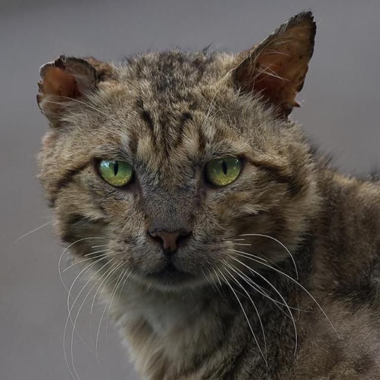 Уличные коты (20 фото)