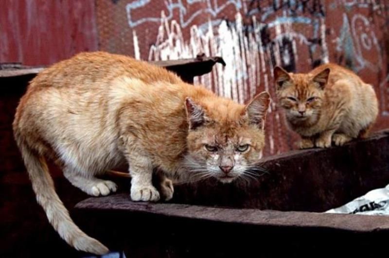 Уличные коты (20 фото)