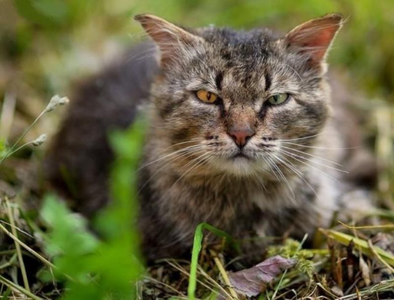 Уличные коты (20 фото)