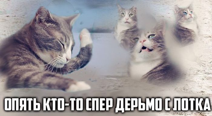 Порция картинок