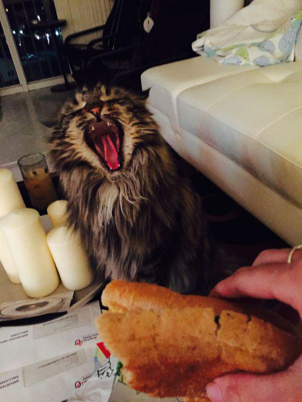 Забавные и симпатичные котики