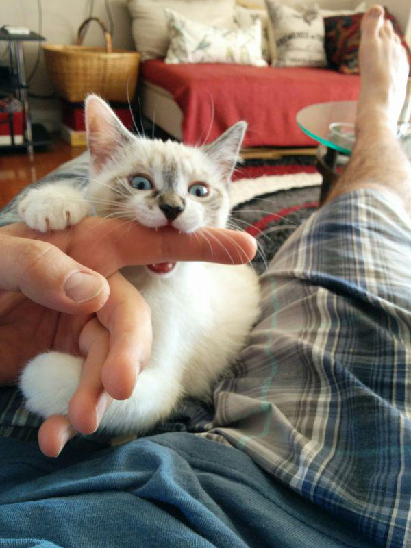 Забавные и симпатичные котики
