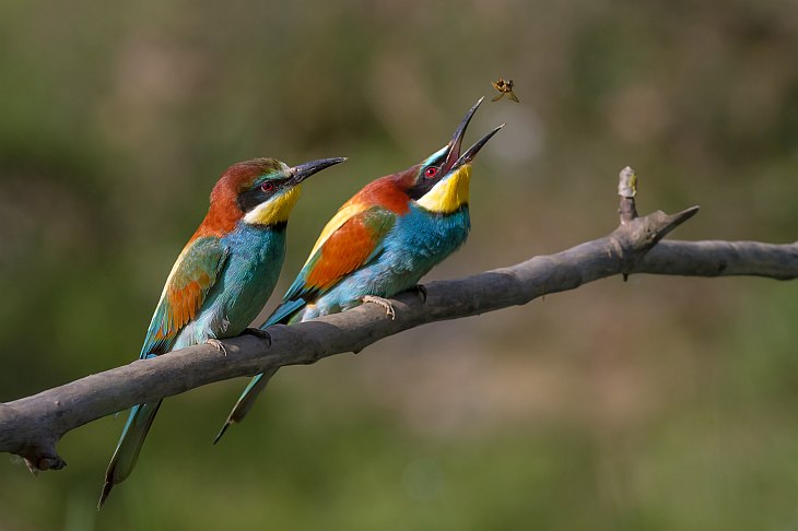 Лучшие фотографии Википедии 2012 Лучшие фотографии Википедии 2012