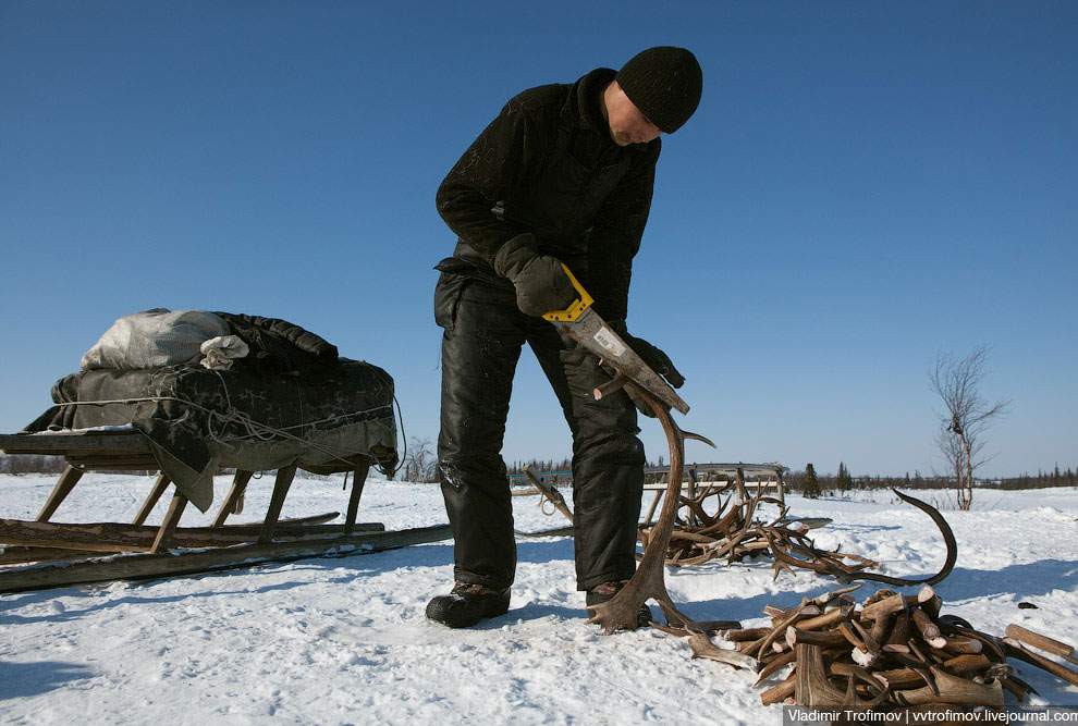 Путешествие по тундре Путешествие по тундре