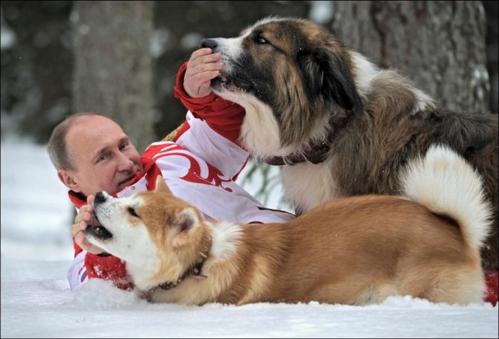 Собаки и их Путин (6 фото)