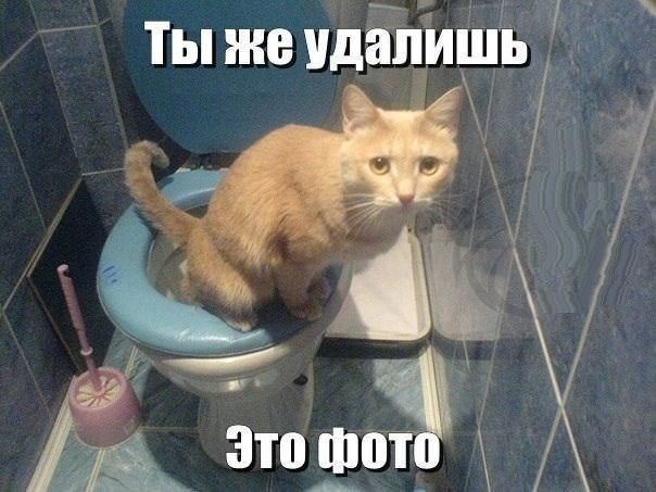 Прикольные картинки (75 фото)