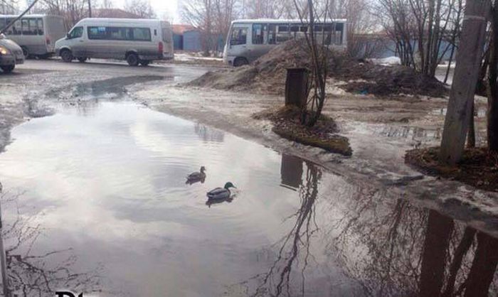 Прикольные картинки