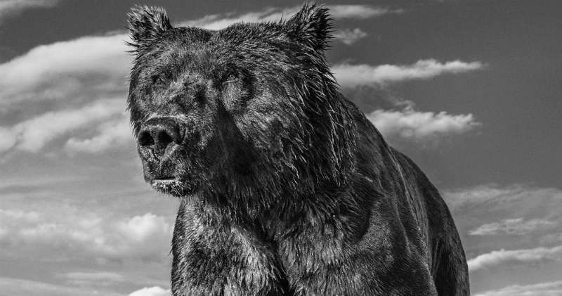 Истории создания культовых кадров знаменитого фотографа дикой природы Истории создания культовых кадров знаменитого фотографа дикой природы