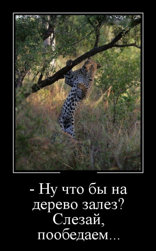 Демотиваторы