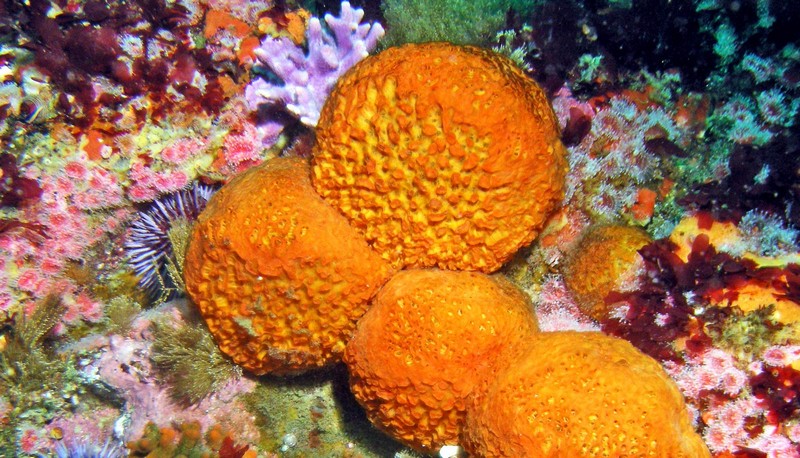 Самые древние животные на Земле Самые древние животные на Земле