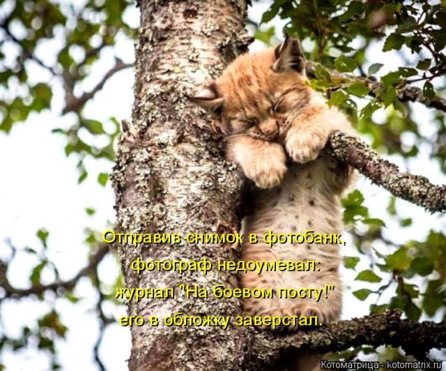 Лучшие котоматрицы недели