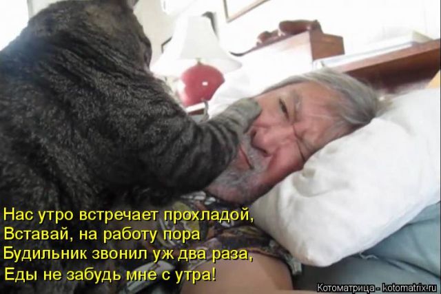 Лучшие котоматрицы недели