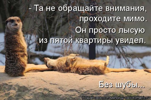 Лучшие котоматрицы недели
