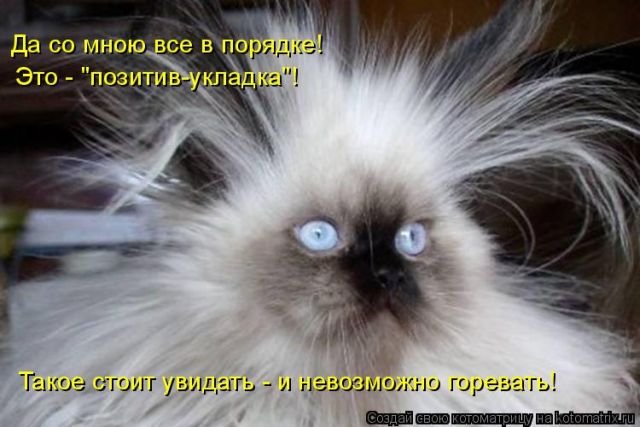 Лучшие котоматрицы недели