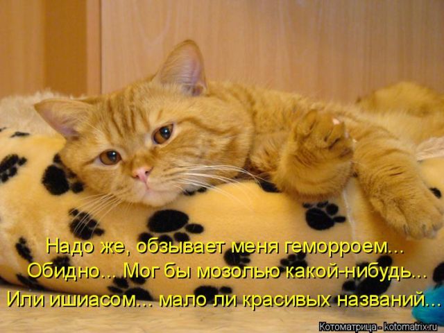 Лучшие котоматрицы недели