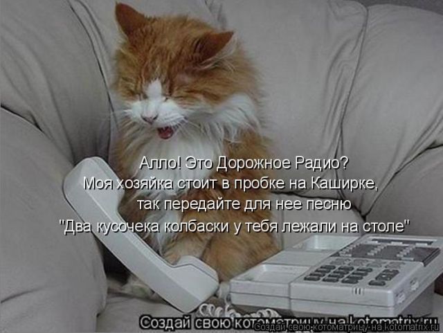 Лучшие котоматрицы недели