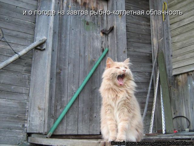 Лучшие котоматрицы недели