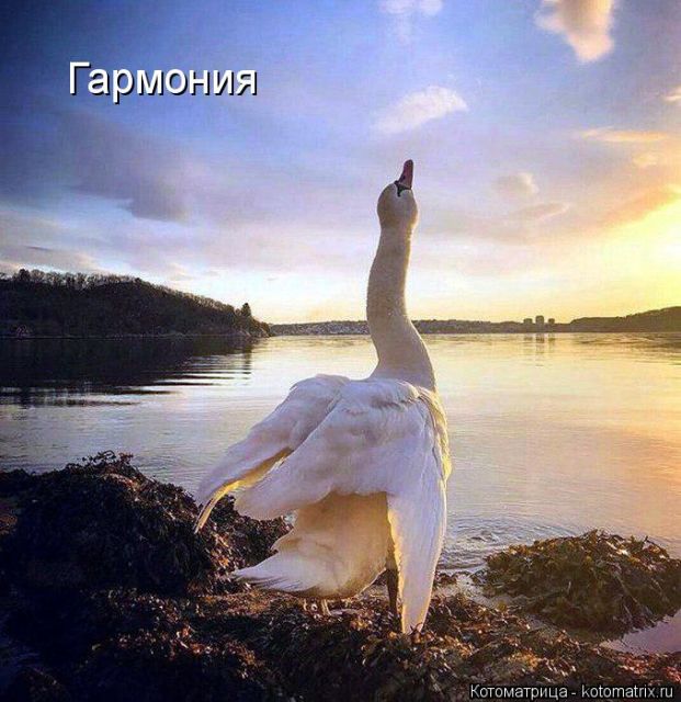 Лучшие котоматрицы недели