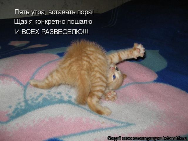 Лучшие котоматрицы недели